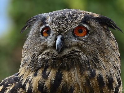 Eurasian eagle‑owl