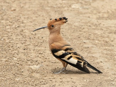 Eurasian Hoopoe