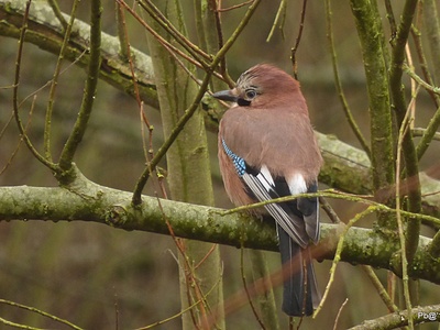 Eurasian Jay