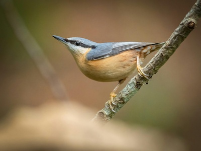 Eurasian Nuthatch