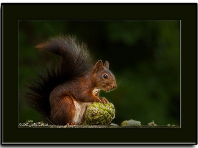 Eurasian red squirrel