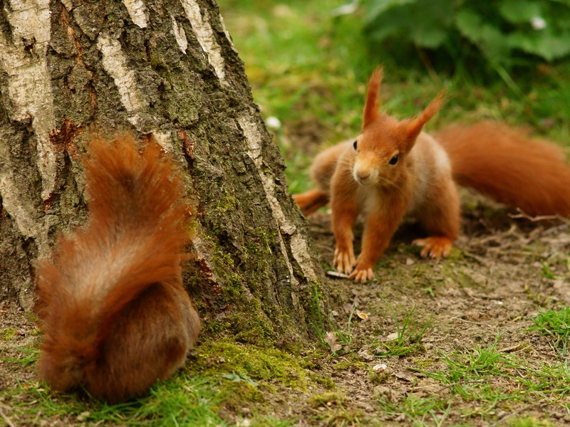 Red Objects Animals The Complete List of Red Animals - Flora Fauna Fun