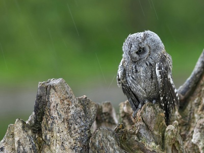 Eurasian Scops Owl