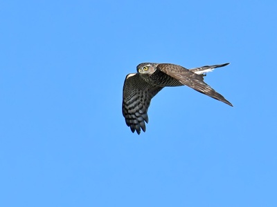 Eurasian Sparrowhawk