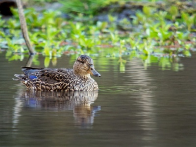 Eurasian Teal