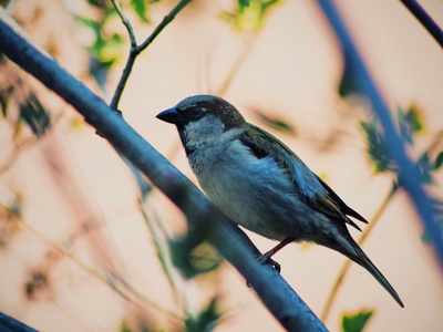 Eurasian Tree Sparrow