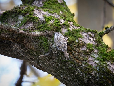 Eurasian Treecreeper