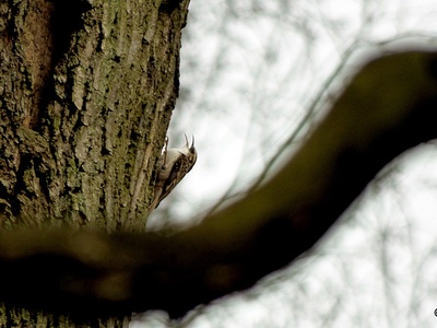 Eurasian Treecreeper
