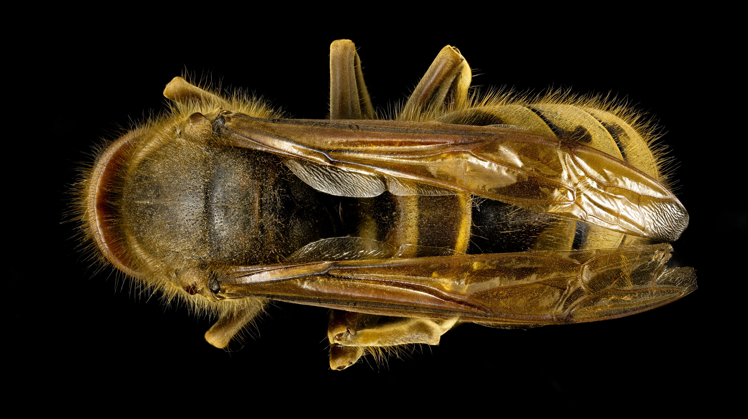 European hornet (Vespa crabro) photographed from above showing its large size, reddish-brown thorax and yellow-brown striped abdomen