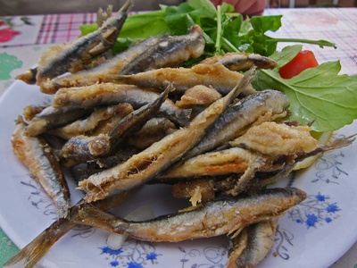 European anchovy