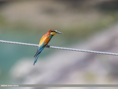 European bee-eater