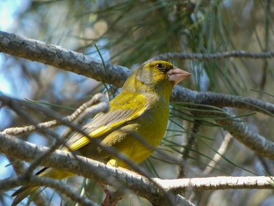 European Greenfinch