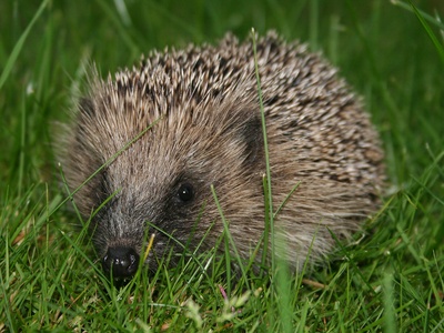 European hedgehog