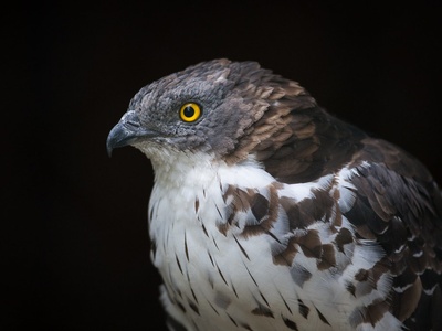 European Honey-buzzard