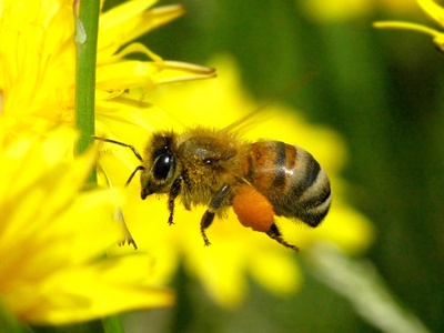 European honey bee