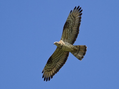 European Honey Buzzard