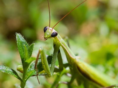 European mantis