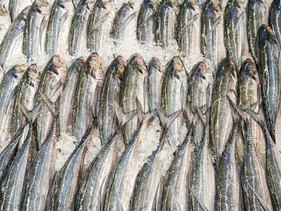 European sardine
