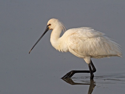 European Spoonbill