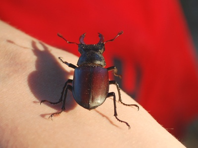 European stag beetle