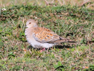 European Turtle Dove