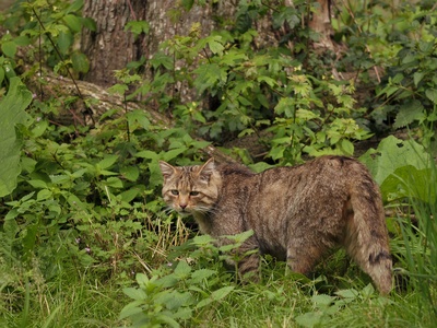 European wildcat