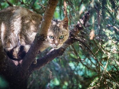 European wildcat