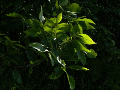 Evergreen southern beech