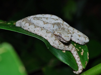 Eyelash viper