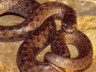 False smooth snake