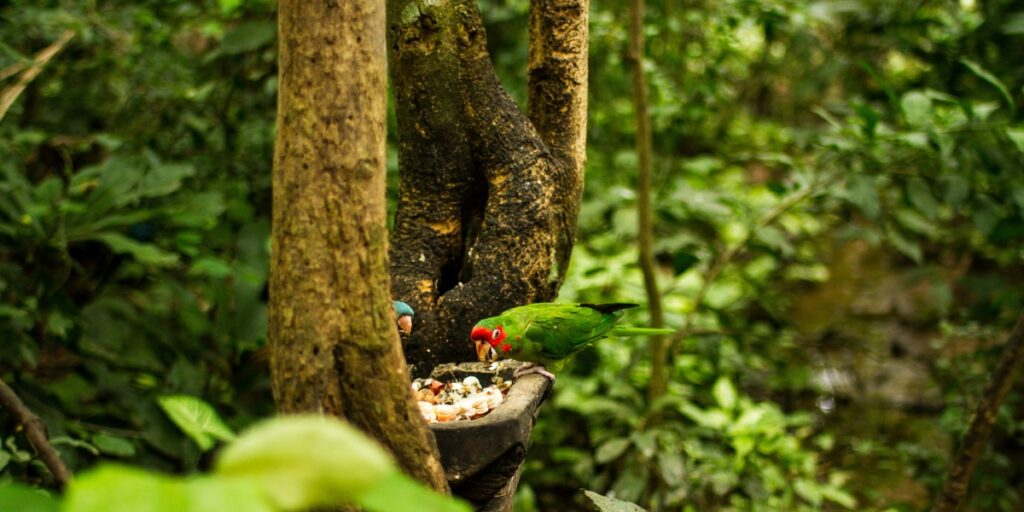 List of Belize's Native Animals - Flora Fauna Fun