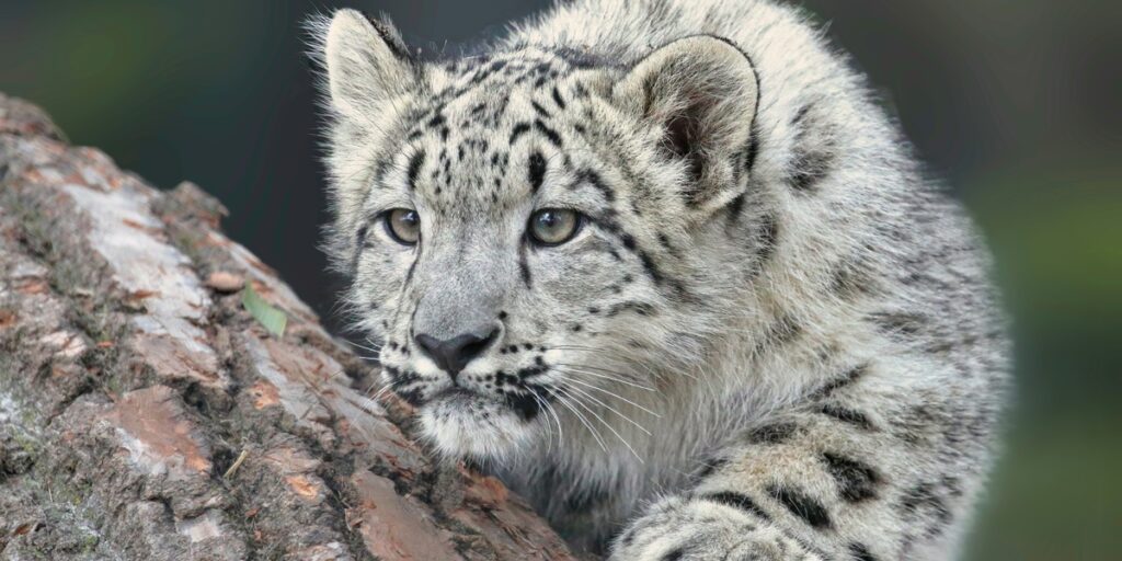 Endangered Species In Pakistan: The Complete List - Flora Fauna Fun