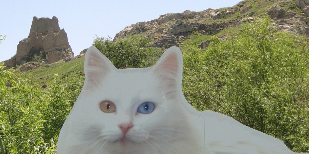 The Complete List of Animals Only Found In Turkey - Flora Fauna Fun