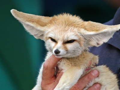 Fennec fox