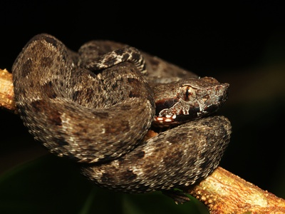 Fer-de-lance