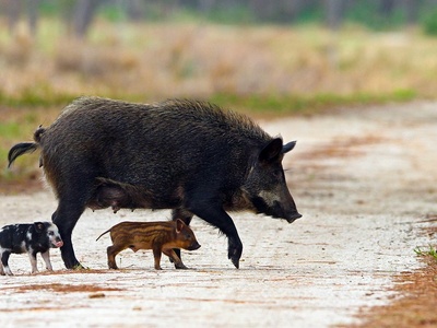 Feral pig