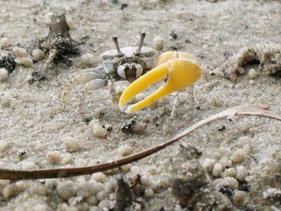Fiddler crab