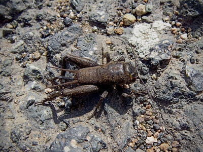 Field cricket