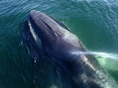 Fin whale