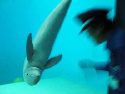 Finless porpoise