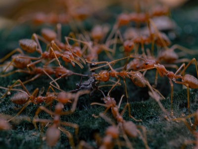Fire ants