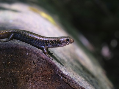 Fischer's clawed salamander