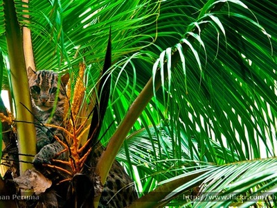 Fishing cat