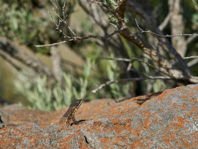 Flat-tailed horned lizard