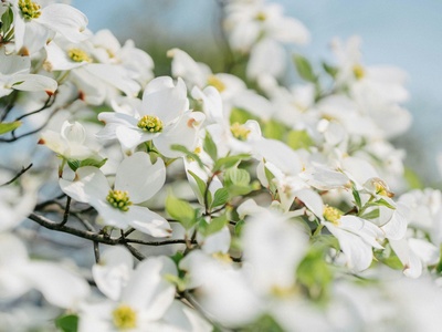 Flowering Dogwood