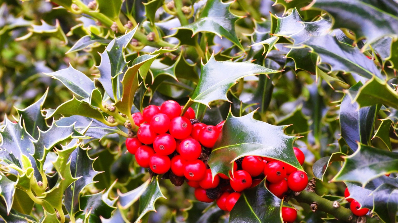 Holly berries, evergreen garden and ornamental grass seedheads in winter