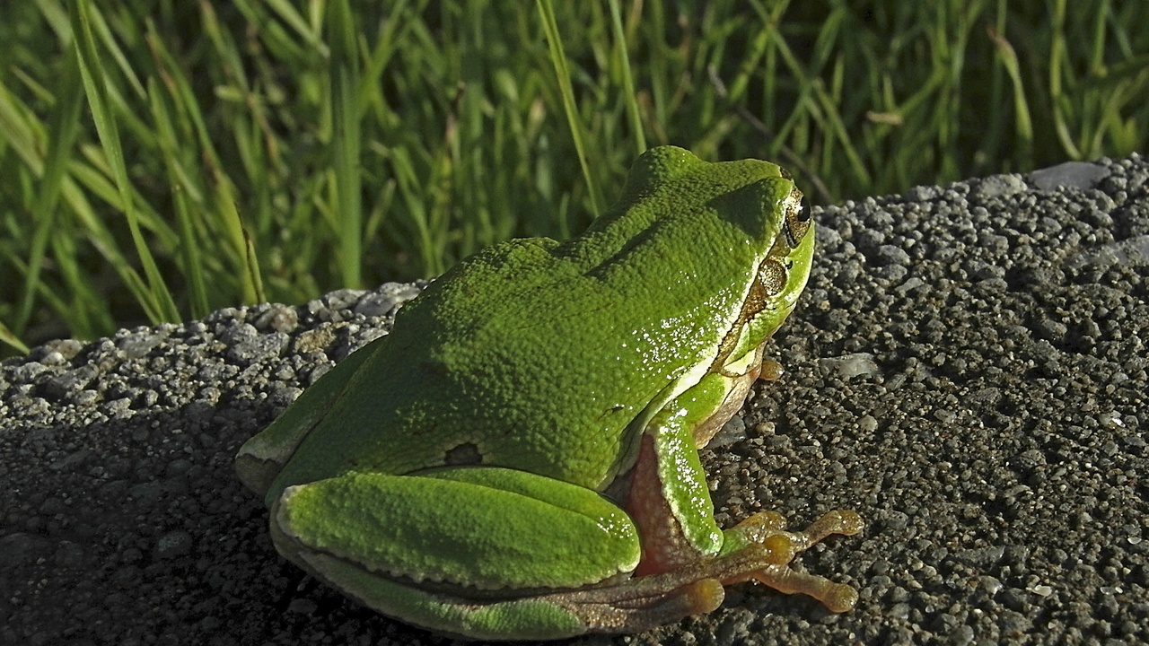 Mixed Scots pine and silver birch forest in Belarus, near Belovezhskaya Pushcha