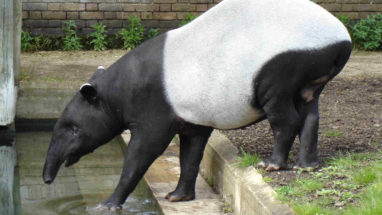 Malayan tapir, proboscis monkey and sun bear in Malaysian forest habitats
