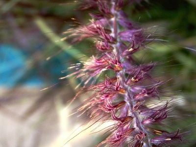 Fountain grass