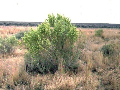 Fourwing saltbush